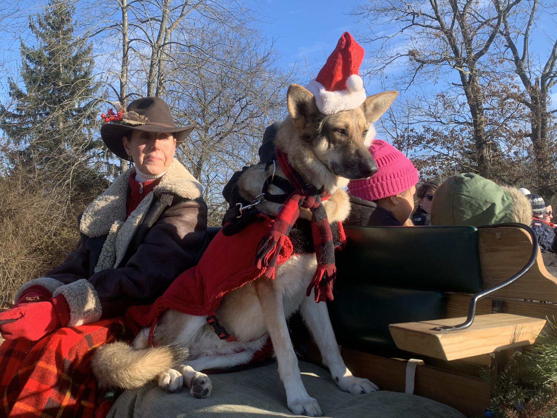 dog seasonal traditions