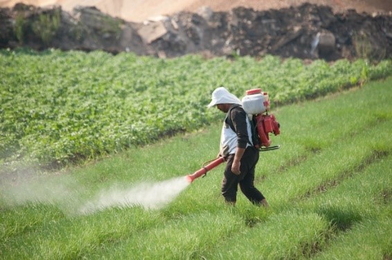 Spraying Pesticide